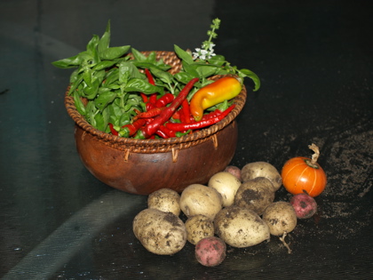 harvest.jpg
