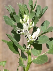 broad-bean-flower