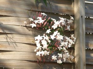 jasmine