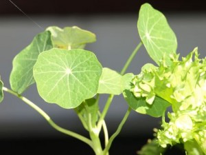 nasturtium-lettuce-cobweb