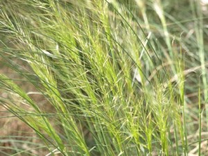 native-grass