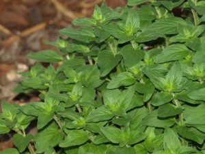 oregano