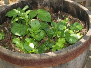 potato-plants