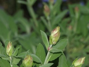sage-bud