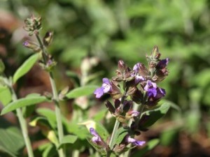 sage-flower