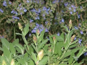 sage-rosemary