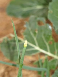 spring-onion-flower