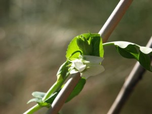 sugar-snap-pea-flower