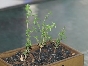 thyme