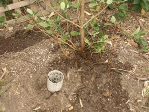 feijoa-tree-pipe