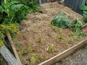 capsicum-cucumbers-rhubarb1 capsicum, cucumber and rhubarb seedlings