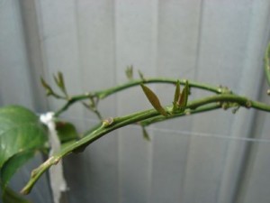 leaves leaves