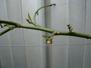 lemon-buds lemon-buds