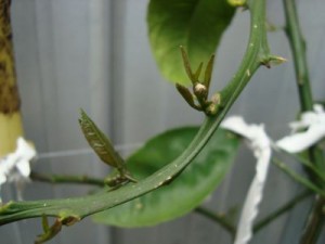 lemon-leaves-buds lemon-leaves-buds