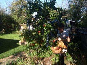 peach-picking